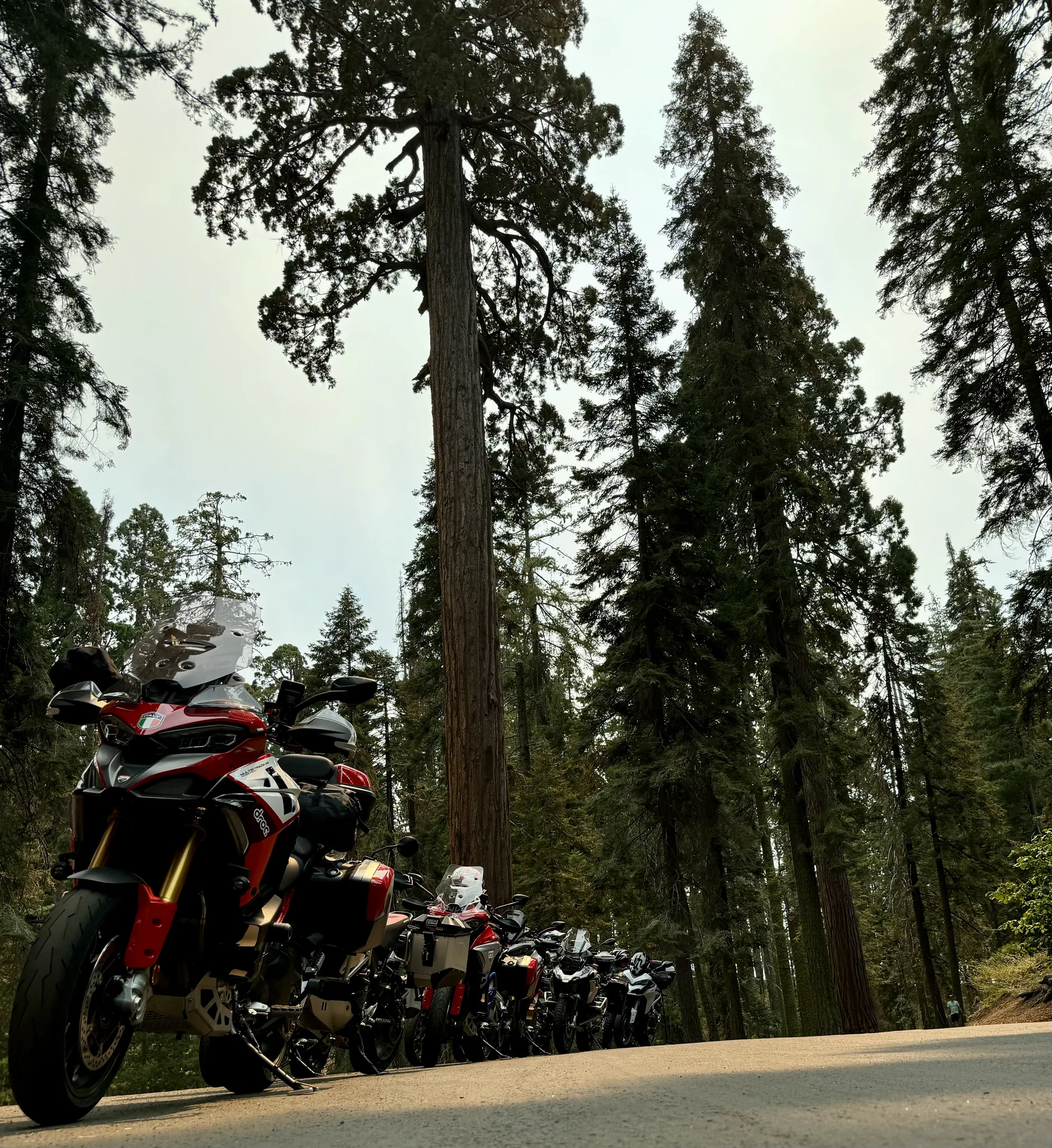 Red Ducati Multistrada parked on a roadside pullout beneath giant sequoia trees in Sequoia National Park.