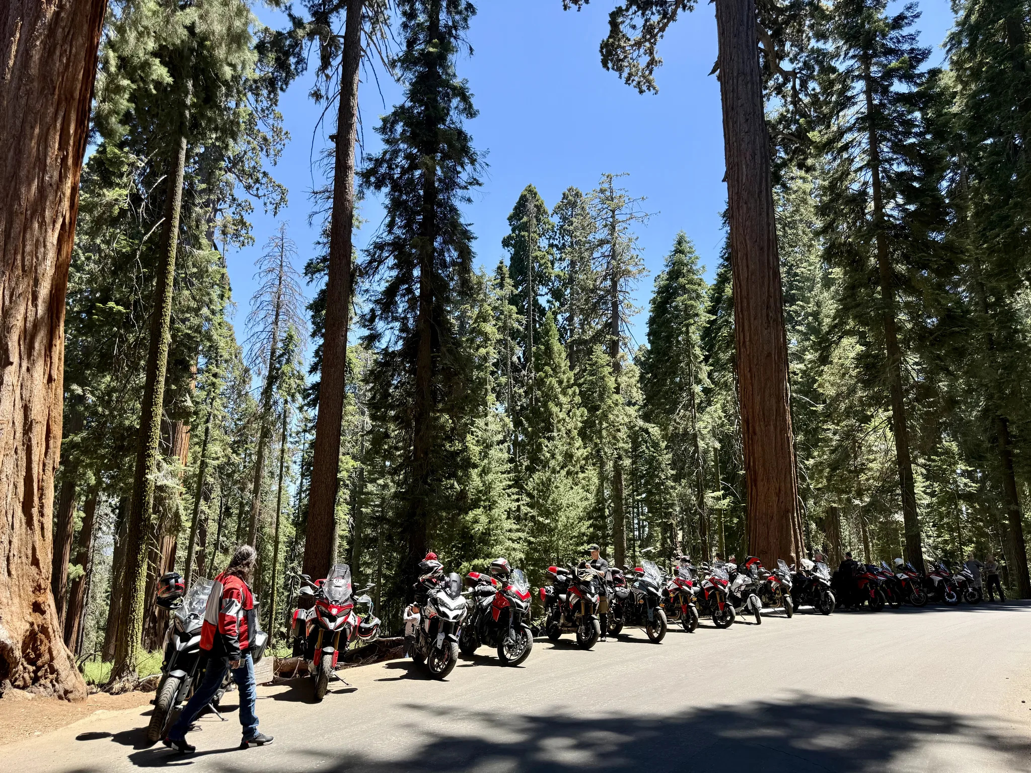 A long line of Ducatis parked along a two-lane road running through a grove of giant sequoias, riders standing among the bikes.